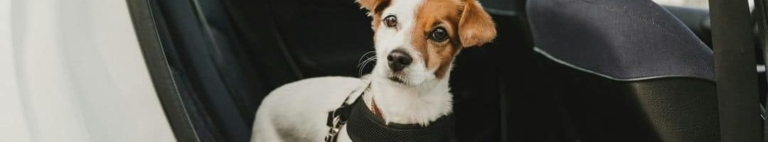 Dlaczego warto mieć pokrowce w aucie, w którym przewozimy zwierzęta?